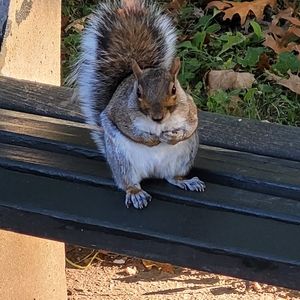 Meet your Posher, Noodle